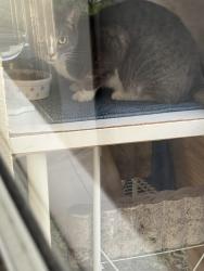 Found/Stray Unknown Cat last seen Vista pines loop Clermont Fl, Clermont, FL 34711