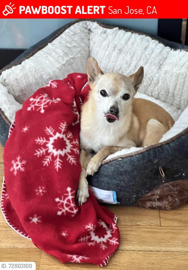 Lost Male Dog last seen Rose Garden neighborhood 95126, San Jose, CA 95126