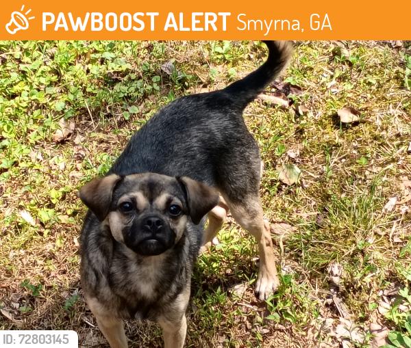 Found/Stray Male Dog last seen Near , Smyrna, GA 30080