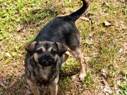 Found/Stray Male Dog last seen Near , Smyrna, GA 30080