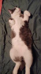 Reunited Male Cat last seen by autumn ridge apmts, Grand Rapids, MI 49503