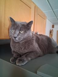Lost Female Cat last seen Next to Burkeshore marina Big Lake, Houston, AK 99623