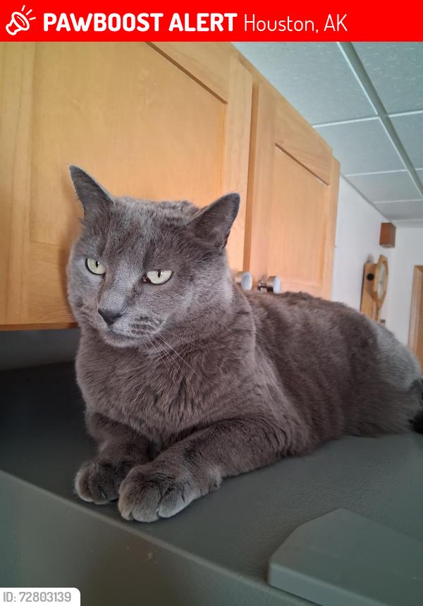 Lost Female Cat last seen Next to Burkeshore marina Big Lake, Houston, AK 99623