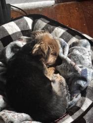 Reunited Male Dog last seen Near willett street, New York, NY 10002