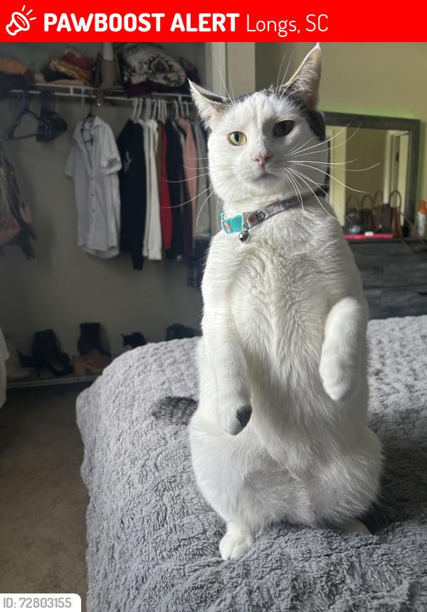 Lost Male Cat last seen Hwy 9/Aberdeen Country Club, Longs, SC 29568