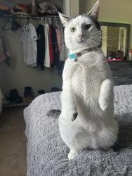 Lost Male Cat last seen Hwy 9/Aberdeen Country Club, Longs, SC 29568