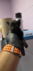 Shelter Stray Male Cat last seen Canutillo, TX 79835, Fort Bliss, TX 79906