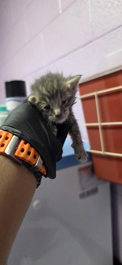 Shelter Stray Female Cat last seen Canutillo, TX 79835, Fort Bliss, TX 79906