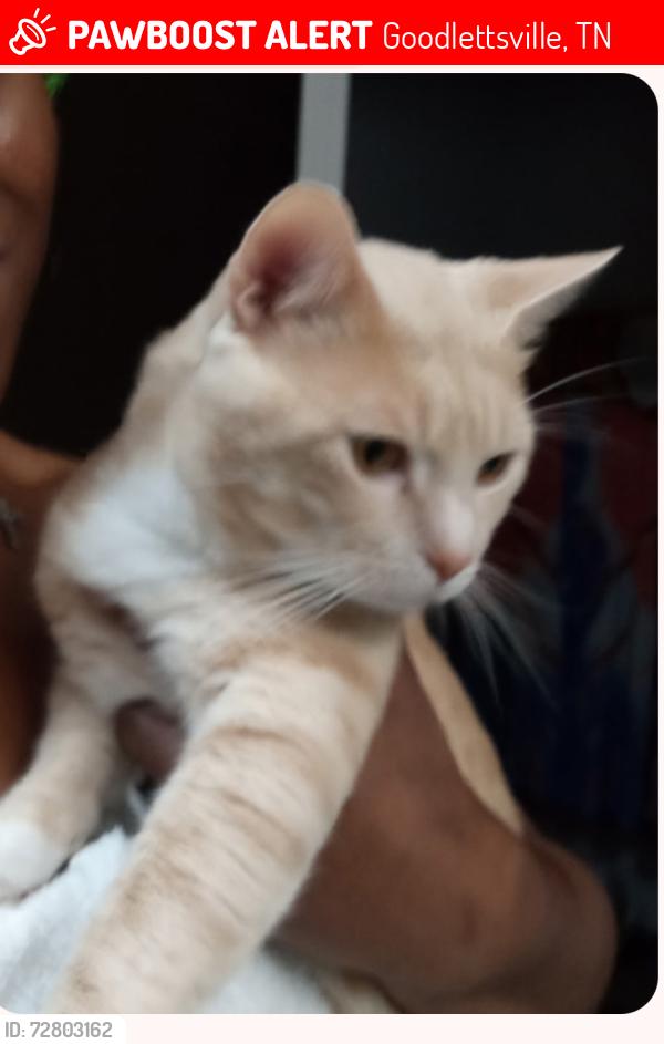 Lost Male Cat last seen Starbucks in Creek area was his last location , Goodlettsville, TN 37115