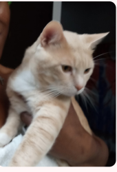 Lost Male Cat last seen Starbucks in Creek area was his last location , Goodlettsville, TN 37115