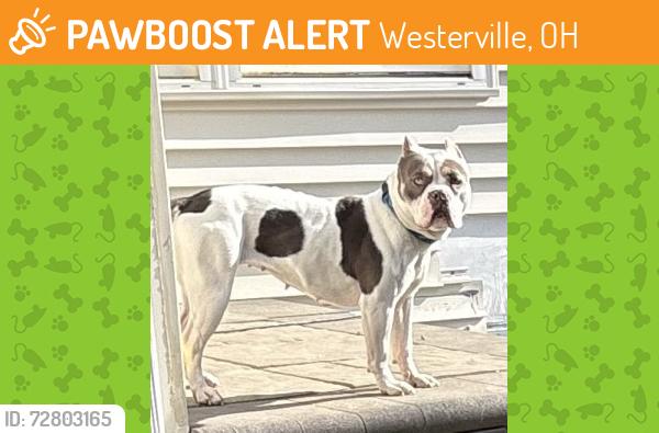 Found/Stray Female Dog last seen Vangard apmts, Westerville, OH 43081