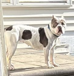 Found/Stray Female Dog last seen Vangard apmts, Westerville, OH 43081