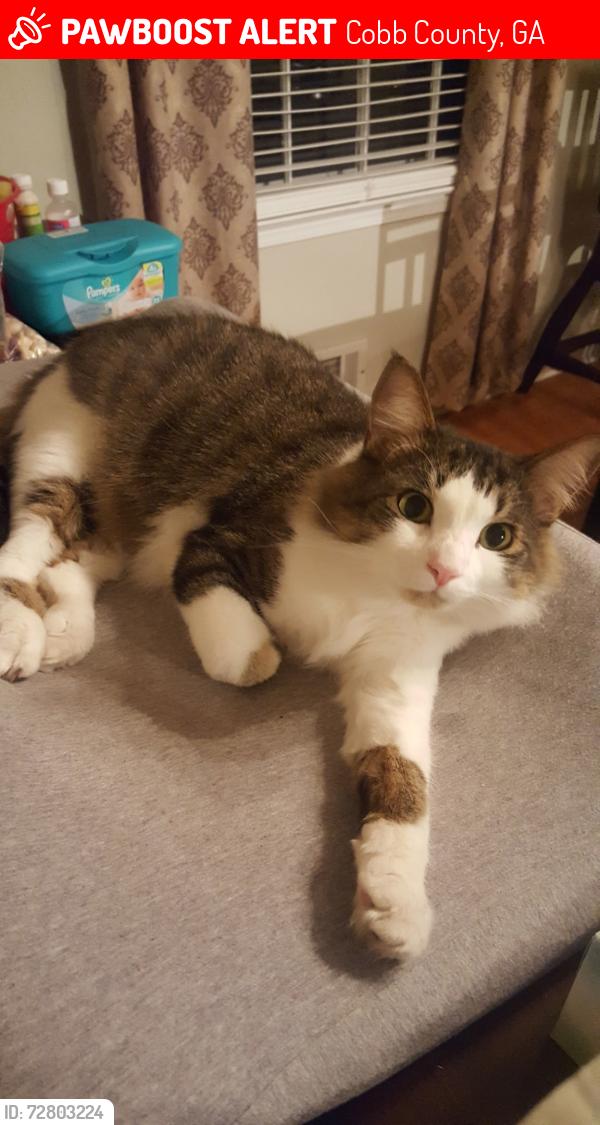 Lost Male Cat last seen Pope High School, Cobb County, GA 30062