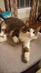 Lost Male Cat last seen Pope High School, Cobb County, GA 30062