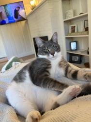 Lost Male Cat last seen Near jerusalem road, cohasset, ma 02025, Cohasset, MA 02025