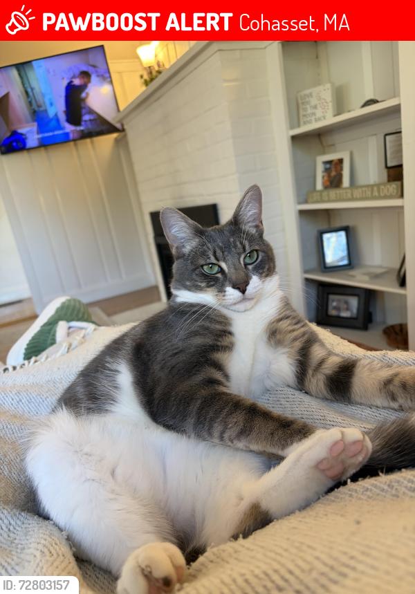 Lost Male Cat last seen Near jerusalem road, cohasset, ma 02025, Cohasset, MA 02025