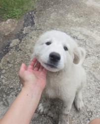 Found/Stray Female Dog last seen Old baytown, Baytown, TX 77522