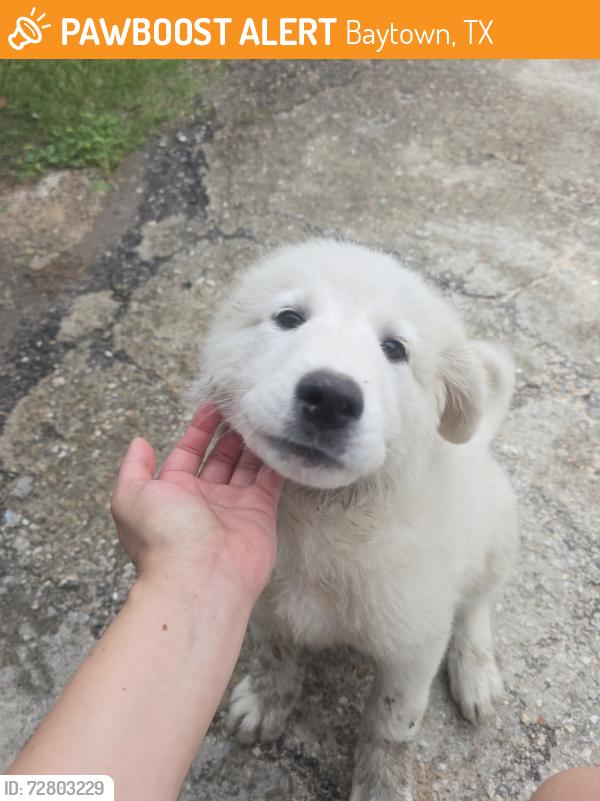 Found/Stray Female Dog last seen Old baytown, Baytown, TX 77522