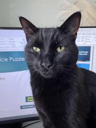 Lost Male Cat last seen Westhaven lane trinity, Trinity, NC 27370