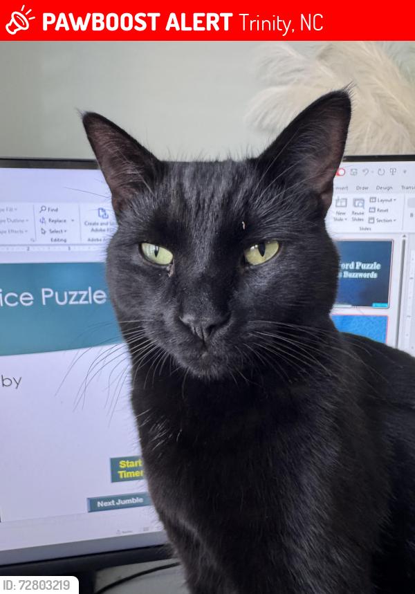 Lost Male Cat last seen Westhaven lane trinity, Trinity, NC 27370