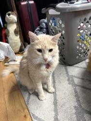 Lost Female Cat last seen Mallon and lindeke, Spokane, WA 99201