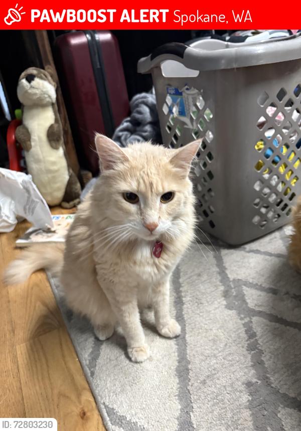 Lost Female Cat last seen Mallon and lindeke, Spokane, WA 99201