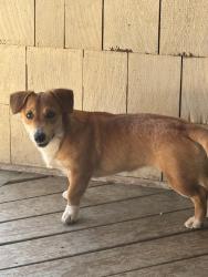 Found/Stray Female Dog last seen Hillcrest and 42nd , Waco, TX 76710