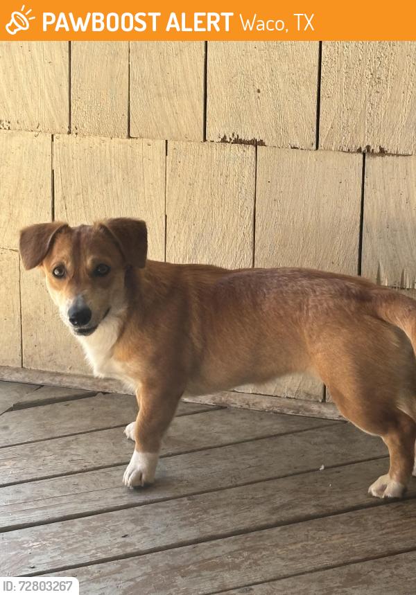Found/Stray Female Dog last seen Hillcrest and 42nd , Waco, TX 76710