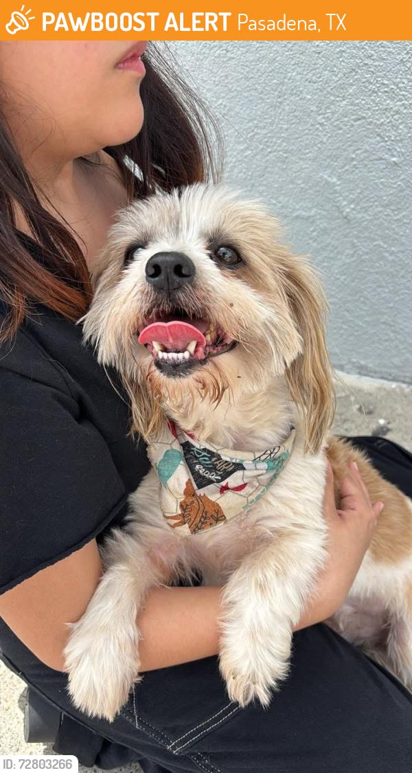 Found/Stray Male Dog last seen Popeyes on Southmore St., Pasadena, TX 77502