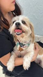 Found/Stray Male Dog last seen Popeyes on Southmore St., Pasadena, TX 77502