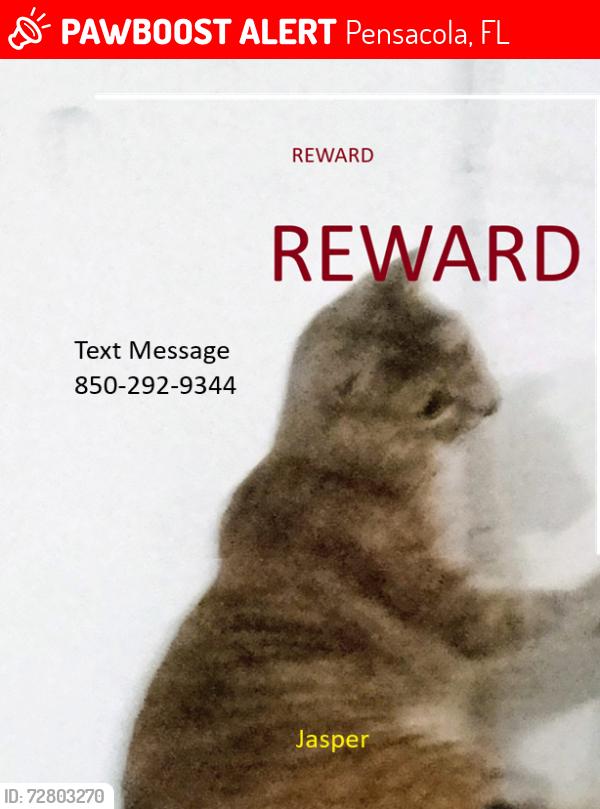 Lost Female Cat last seen \106 Newman st and gulf beach, Pensacola, FL 32507
