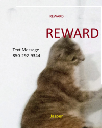 Lost Female Cat last seen \106 Newman st and gulf beach, Pensacola, FL 32507