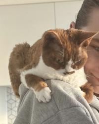 Lost Female Cat last seen Lancaster Close, Kingston upon Thames, Greater London, England KT2