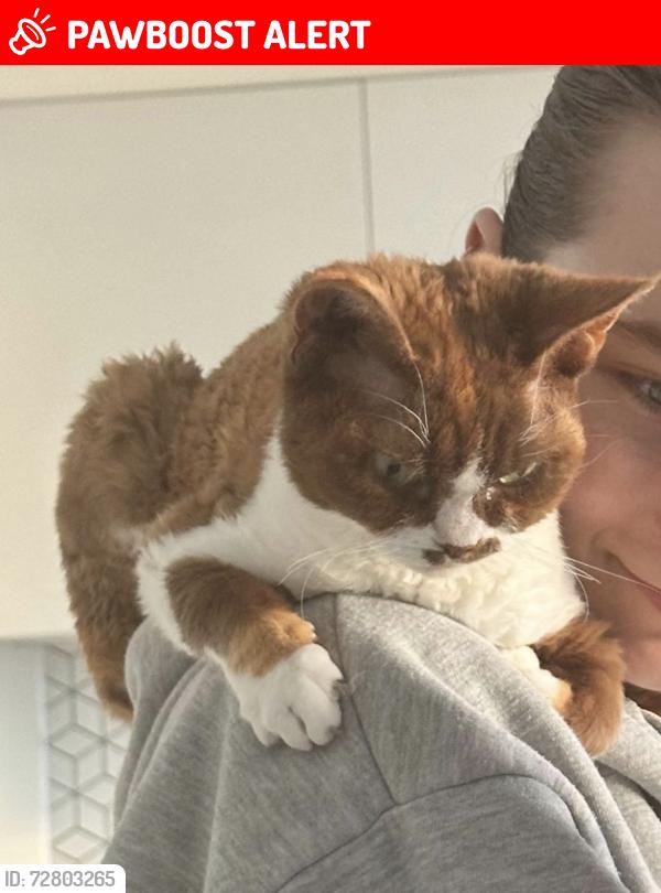Lost Female Cat last seen Lancaster Close, Kingston upon Thames, Greater London, England KT2