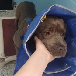 Shelter Stray Female Dog last seen , 1901 N 31st Ave, Hattiesburg, MS 39401, USA