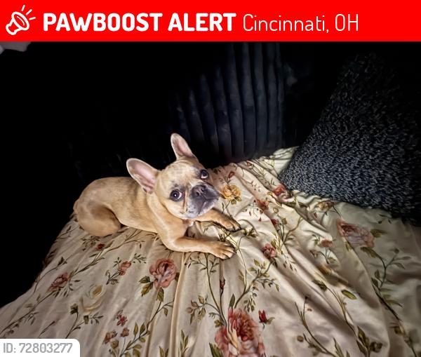 Lost Male Dog last seen on sheed road, Cincinnati, OH 45247