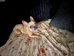Lost Male Dog last seen on sheed road, Cincinnati, OH 45247