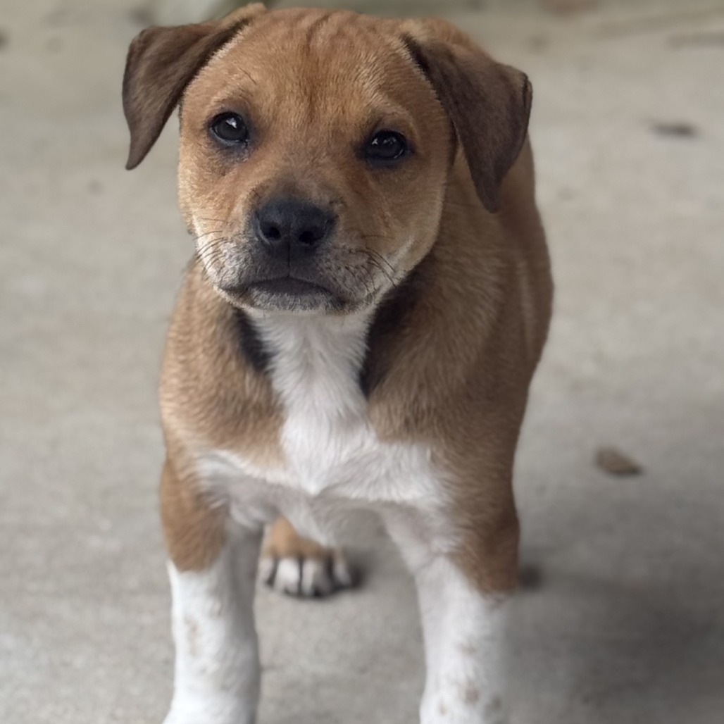 Shelter Stray Female Dog last seen , Cabot, AR 72007