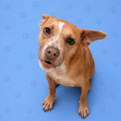 Shelter Stray Female Dog last seen , Memphis, TN 38133