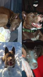 Lost Female Dog last seen Near hwy, Polk Township, MO 64776