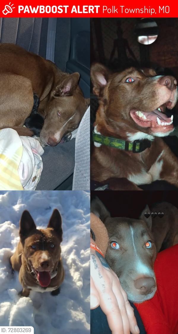 Lost Female Dog last seen Near hwy, Polk Township, MO 64776