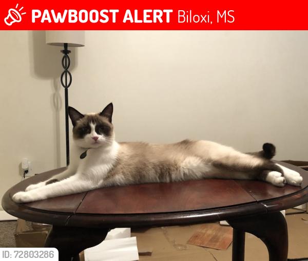 Lost Female Cat last seen Belle Creek Dr. & McClellan Rd., Biloxi, MS 39532