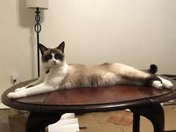 Lost Female Cat last seen Belle Creek Dr. & McClellan Rd., Biloxi, MS 39532