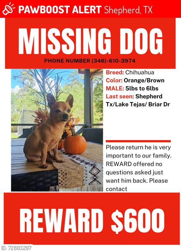 Lost Male Dog last seen Lake Tejas Shepherd tx , Shepherd, TX 77371