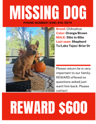 Lost Male Dog last seen Lake Tejas Shepherd tx , Shepherd, TX 77371