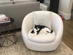 Lost Male Cat last seen The Preserve Trail and Davis Love Drive, Chapel Hill, NC 27517