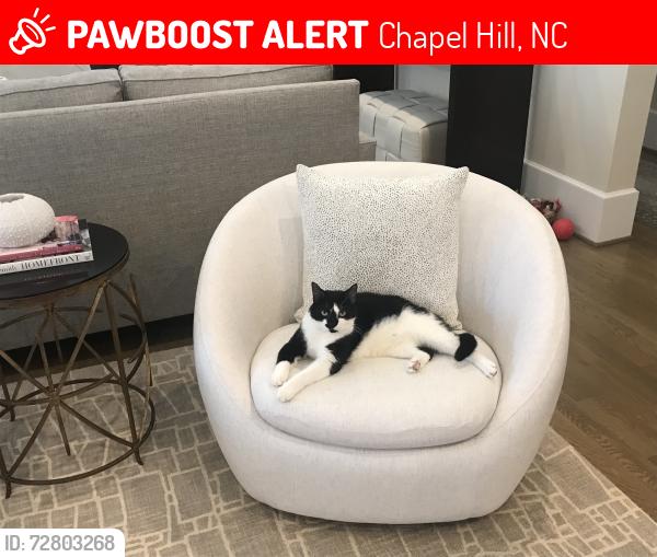 Lost Male Cat last seen The Preserve Trail and Davis Love Drive, Chapel Hill, NC 27517