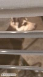 Lost Female Dog last seen Near castaic ave , Bakersfield, CA 93308