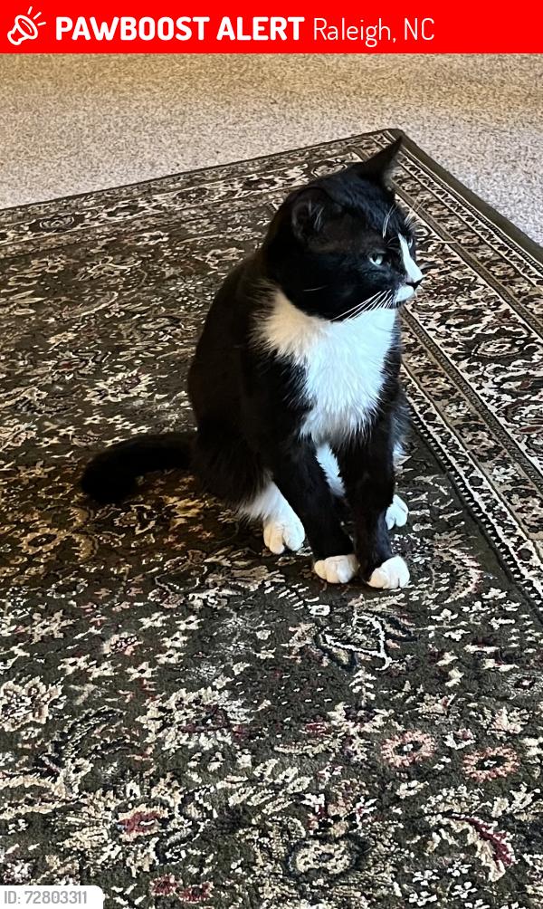 Lost Male Cat last seen Six Forks Road, Raleigh, NC 27615