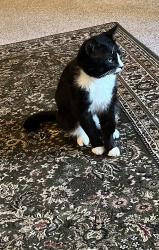 Lost Male Cat last seen Six Forks Road, Raleigh, NC 27615